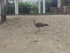 -巴拉湾海滩
