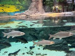 -上海海洋水族馆