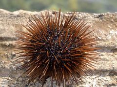 -海胆小馆(东北水饺·春柳店)