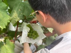 -马陆小张葡萄园农家乐