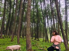 -硗碛藏寨·神木垒景区