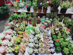 -秦美花卉(天朗·莱茵小城2期店)