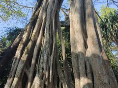 -瑞丽独树成林风景区