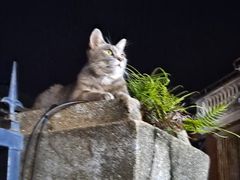 -猫岛主趣味餐厅(鼓浪屿店)