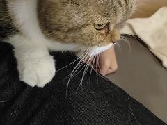 -喵园·猫主题咖啡厅·撸猫·猫咖(国贸店)