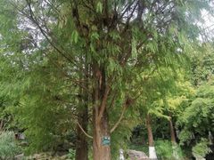 -广西壮族自治区药用植物园