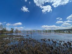 -洱海月湿地公园