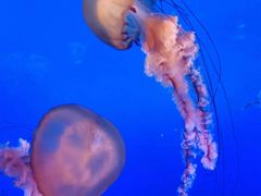 -太平洋海底世界