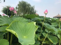 -白洋淀景区
