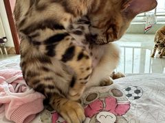 -宠福鑫康馨动物医院·骨科·眼科