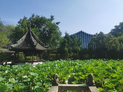 -上海醉白池公园