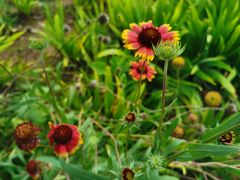 -羊亭河湿地公园