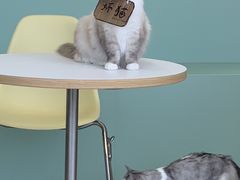 -怪兽屋·羊驼·猫咖·狗咖(俊华广场店)