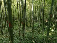 -镇江市南山风景名胜区竹林景区