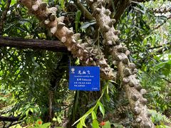 -中国科学院西双版纳热带植物园
