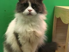 -李小姐の猫咖啡馆(五角场店)