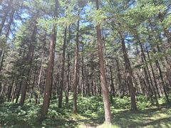 -芦芽山旅游度假区