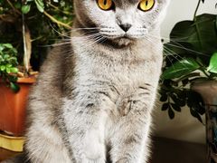 -纳吉亚猫专科动物诊疗中心(蒋宅口分院)