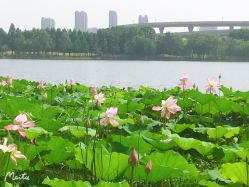-剑鱼皮划艇俱乐部(石湖基地)