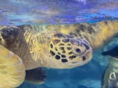 -烟台海昌鲸鲨海洋公园