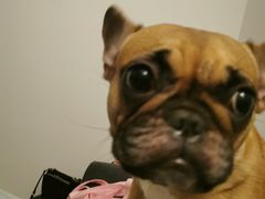 -爱侣宠医·鹦鹉专科·小型哺乳类·异宠专科(灵石路店)