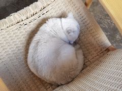 -喵屿·大理花园猫咖