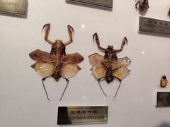 -上海昆虫博物馆