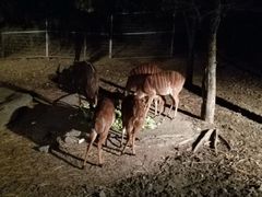 -清迈夜间动物园