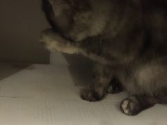 -猫色咖啡·猫咖