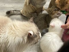 -楼上猫咖(罗湖店)