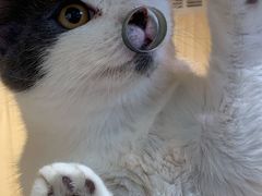 -屋虎猫馆(宝安大仟里店)