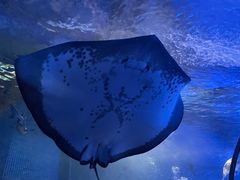 -上海海洋水族馆