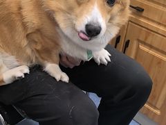 -佑安动物医院·全科·内窥镜中心(幸福巷店)