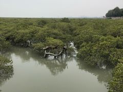 -北海金海湾红树林生态旅游区
