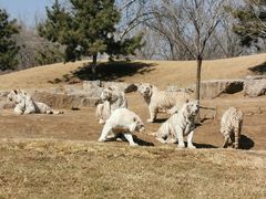 -北京野生动物园