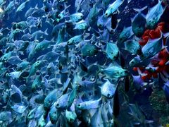 -海合安青岛极地海洋公园