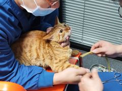 -伟伟宠物医院·CT影像中心·瑞派犬猫综合性门诊(汉口总院)