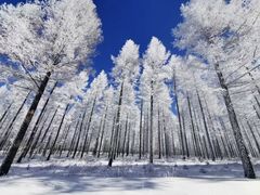 -塞罕坝国家级自然保护区