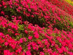 -周浦花海-停车场