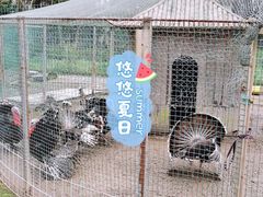 -前小桔亲子创意农场·草莓采摘·露营烧烤