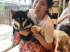 -柴犬高等学院·狗咖·柴犬售卖·宠物训练