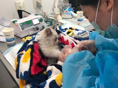 -北京恒爱动物医院(清景园分院)