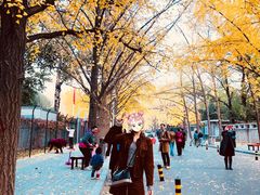 -三里屯东五街银杏大道