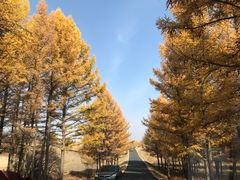 -塞罕坝国家级自然保护区