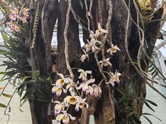 -国家植物园南园