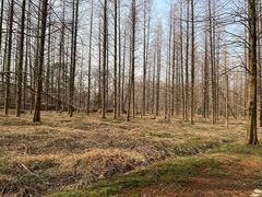 -东平国家森林公园