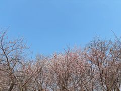 -桃花堤公园