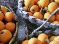 -塘栖枇杷特色园区