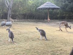 -泉州海丝野生动物世界