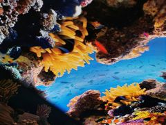 -珠海长隆海洋王国